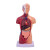 人体模型28CM躯干人体内脏心脏解剖模型医学教具骨骼儿童益智玩具 躯干图(是图不是模型)
