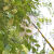 谋福 摘果器 不锈钢伸缩杆采摘器 园林工具采摘高空摘水果工具（2.1米压花杆+网兜摘头）