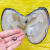冰菲6年圆形大单珠蚌天然淡水单颗自己开取妖紫色爱迪生鲜活珍珠蚌壳 5个6年特好单珠蚌王