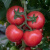 旺园兴圣女果种子小番茄种籽西红柿种孑四季播盆栽庭院水果蔬菜种子大全 绚丽大红番茄种子约100粒原装