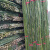 犀跃 竹竿 爬藤竹杆架搭架 篱笆栅栏彩旗杆细竹子 直径4cm 长2米（20根）