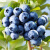 蓝莓种子蓝莓树苗种子阳台盆栽果园庭院蓝梅树果树苗种子 酷派 300粒 宋肥料