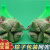 铸固 塑料网 粽子包装网兜绿色水果包装网兜网袋 无扣特厚60CM-100个