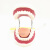 牙科标准牙模型牙齿模型牙模教学假牙幼儿园刷牙练习口腔儿童模型 【6倍大模型带舌头】牙刷
