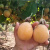 素蜜热情果树苗黄金百香果苗纯甜水果大耐寒南北方种植 4棵(带土带叶10-15cm高) 哥伦比亚热情果苗
