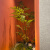 室内景观仿真金丝蕨造盆栽植物蕨类绿植仿生控制柜箱配件 桫椤树高约2米宽约1.8米