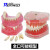 牙齿模型 口腔模型 牙科标准牙模 牙模型 教学假牙带神经医患沟通 4号32位病理模型1个