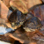 忘己麝龟麝蛋龟活体头盔龟剃刀龟乌龟苗观赏龟宠物龟中华草龟 麝龟 3.5-3.9cm