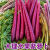 山东水果紫皮手指胡萝卜新鲜带泥紫玉冰淇淋萝卜即食紫色罗卜蔬菜 3斤