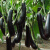 新鲜长茄子紫茄子农家自种长线大茄子黑嫩现摘圆茄蔬菜 5斤