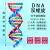 工品云超 DNA双螺旋结构模型组件 高中生物分子模型 教学仪器 实验器材 中号 