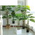 仿真发财树盆栽室内客厅落地装饰绿植假树树塑料树 1.5m辫子发财 1.5M 手感龟背竹