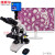 纽荷尔专业研究级光学自动对焦生物显微镜数码测量观察生物切片高倍高清S-Y600 显微镜 S-Y600 2