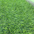 夺秀人工草坪假草皮户外景观仿真人造草坪地毯式仿真茅草 2.0厘米2024新款春草 宽度一米【长度10米1块】