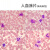 人血涂片红细胞白细胞显像清晰易观察生物显微镜标本切片显微玻片 一盒人血涂片(100片)