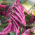 紫扁豆种子紫眉豆紫红色早熟豆种爬藤搭架春天种蔬菜眉豆种子大全 甜豌豆种子【1包 约40粒】