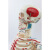 85CM附全身肌肉起止的骨骼（标数字）人体骨骼模型