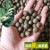 芷蕾茶叶种子 茶树种子大红袍 绿茶铁观音茶树种苗黑茶树种籽四季播种 白茶种子30粒