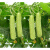 进口奶油黄瓜种子金棚白玉春季秋季四季盆栽特色水果黄瓜种籽 翠玉奶油黄瓜10克原装