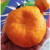 橄表白浙江椪柑 衢州芦蜜橘子9斤新鲜碰柑应当季桔水果中大果整箱 9斤 大果
