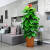 大叶绿萝柱盆栽客厅室内办公室吸甲醛净化空气绿箩大型绿植好养 1.2-1.3米圆瓷盆 代写祝福语 含盆