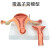 女性生殖模器模型女性生殖模器模型私密子宫模型教具妇科卵巢解剖 正常子宫(有盖)