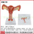 卵巢 子宫模型  女性内外生殖器官模型 生殖科妇科医学演示部分定制 B款：双侧卵巢解剖子宫