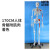 85cm人体骨骼模型170cm全身成人骨架人体模型小骷髅教学脊椎模型 170CM骨骼附肌肉起止点
