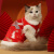 HOOPET猫咪衣服冬季保暖新年宠物猫猫小猫可爱唐装冬天拜年过年喜庆冬装 古典中国风猫裙 粉 XS：胸围26cm