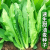 甜脆油麦菜清香无斑油麦菜四季播种盆栽庭院蔬菜 甜 脆 油麦菜种子 ：【当季新种】： 精选约3006粒