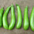 绿长茄秧苗大批發青茄子种苗耐寒春季菜种苗蔬菜新鲜易成活 绿长茄秧苗十棵