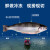 龙羊峡冰鲜国产青海三文鱼(虹鳟)整条2.6-3kg源头直发生鲜鱼类伴手礼盒