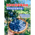 临雅蓝莓树苗蓝莓果苗盆栽南方北方室内外阳台庭院种植果树果苗 绿宝石-蓝莓中苗35-40cm