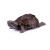 忘己麝龟麝蛋龟活体头盔龟剃刀龟乌龟苗观赏龟宠物龟中华草龟 麝龟 3.5-3.9cm