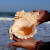 CLCEY特大贝壳海螺天然摆件玩具号角可以吹的海螺听风花盆巨型鱼缸造景 19厘米加底座