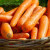 谷真胡萝卜种子彩色萝卜种籽四季蔬菜三红萝卜迷你手指水果萝卜种孑 山姆七寸参10克（根长20-25cm）