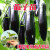 咯咚茄子秧苗杭茄一号蔬菜种苗幼苗种籽线茄长茄辣椒黄瓜丝瓜番茄种植 青线椒12棵