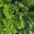 大棚防鸟网草莓尼龙网果树防鸟用网防乌网果园天网防护网纱防鸟罩 15米宽孔2厘米一斤约2米长