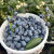慕容三少云南蓝莓新鲜水果当季鲜果脆甜爆汁孕妇宝宝水果125g/盒 云南 蓝莓 2盒 250g 单果15-18mm+