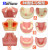 TWTCKYUS上颌窦提升操练模型 种植牙练习模型 口腔种植 软牙龈 齿科材料 带牙龈8颗牙模型 1个
