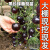 黑珍珠小番茄种苗带土阳台盆栽优质西红柿番茄苗蔬菜籽种四季 黑番茄种子 原装100粒