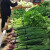 超市捆菜胶带扎菜袋1.1cm宽菜园捆扎蔬菜胶带扎口胶带绑菜胶带 绿色（24小卷）每日新鲜字样