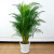 散尾葵盆栽 凤尾竹夏威夷竹子 植物室内客厅 大型绿植散 尾葵绿植盆栽 1.2米-1.3米高（8棵左右） 含盆