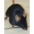 活体无菌C57小黑鼠实验鼠小白鼠大白鼠繁殖组活物老鼠喂养殖 无菌C57成年小黑鼠1只 科学实验