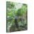 东莞市大岭山森林公园植物图鉴/绿美东莞品质林业系列书籍