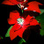 聚亿星太阳能圣诞灯一品红花插地灯防水花园太阳能灯 一品红花 太阳能圣诞灯