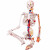 人体骨骼模型医用脊柱人体骨架模型45cm85cm170cm一比一脊柱神经根椎间盘骨科医学教学骨架 A款【三角底架45cm白色】