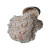 河沙水晶沙石英砂多肉兰花铺面石颗粒营养土粗河沙细花用种植养花 水晶沙1-3mm 10斤