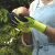 日本园艺手套玫瑰仙人掌月季防刺防水防扎耐磨园林劳作种花护手 绿色 S