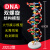 DNA双螺旋结构模型大号高中分子结构模型60cmJ33306脱氧核苷酸链碱基对遗传基因染色体双链生物 DNA双螺旋结构模型(60cm高)